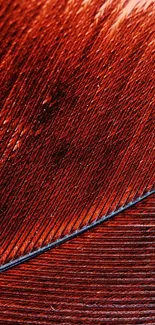 Close-up of a feather with a rich burnt orange color and intricate texture.