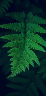 Close-up of a vibrant green fern leaf on a dark background.