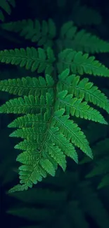 Vibrant green fern leaf on a dark background.