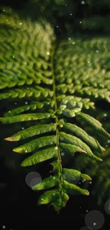 Close-up view of a vibrant green fern leaf.