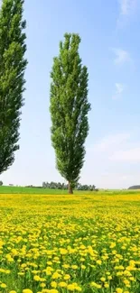 Two tall trees in a yellow dandelion field under a vivid blue sky.