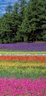 Colorful flower field with green trees in the background.