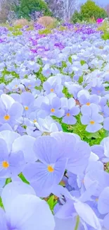 Serene field of light blue flowers with a lush green background.