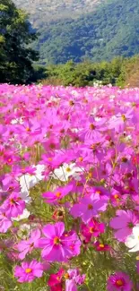 Vibrant pink cosmos flowers in a lush field with green background.