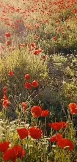 Vibrant red poppies in a sunlit field, perfect for desktop background.