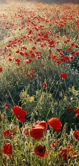 Vibrant red poppy field in full bloom, showcasing natural beauty.