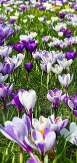 Field of vibrant purple crocuses in a lush green setting.