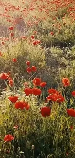 Vibrant field of red poppies under sunlight.