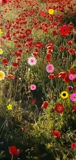 Vibrant field of red flowers with colorful accents on a sunny day.