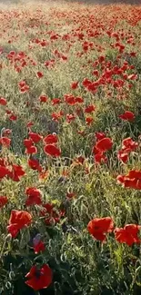 Vibrant field of red poppies under sunlight, perfect for nature wallpaper.