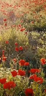 Field of red poppies under sunlight.