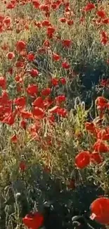 Field of vibrant red poppies under sunlight in a serene landscape.