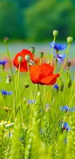 A vibrant field of red poppies and wildflowers under a clear sky.