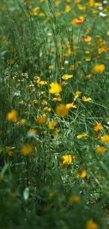 Field of yellow wildflowers under green foliage.