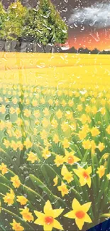 Vibrant field of daffodils at sunset with vivid yellow flowers.