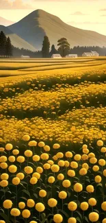 Golden flower field with mountains under a warm, serene sky.