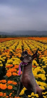 Playful dog amidst vibrant yellow marigold flowers in a vast field under a cloudy sky.