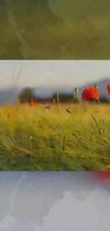 Vibrant field with red poppies, mountains in the background.