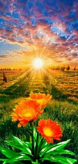 Orange flowers in sunset field with vibrant sky.