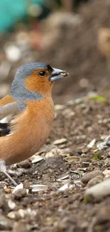 Vibrant finch on brown earthy ground with seeds and foliage.