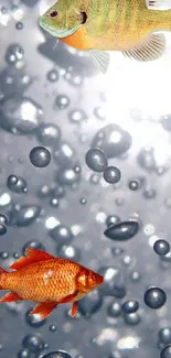 Vibrant fish swimming with bubbles on a blue gray background.