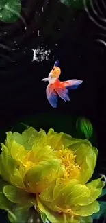 Colorful fish swimming over a yellow flower with a dark background.