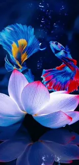 Colorful betta fish swimming around luminous lotus on dark background wallpaper.