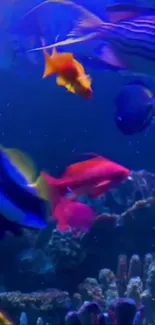 Colorful fish swimming in a vibrant aquarium setting.