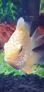 Yellow fish in vibrant aquarium setting with green plants.