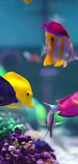 Colorful aquarium fish swimming in a vibrant aquatic scene.