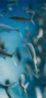 Vibrant fish swimming in a blue aquarium background.