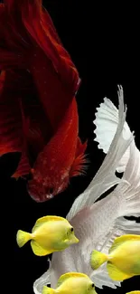 Red Betta and yellow tangs on black wallpaper.