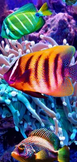 Colorful tropical fish swimming in a vibrant coral reef.