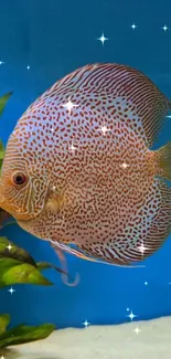 A vibrant discus fish in a blue aquatic setting with plants and sparkles.