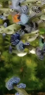 A vibrant collection of fish swimming in clear, green-tinted waters.