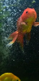 An orange fish surrounded by water bubbles in an aquarium scene.