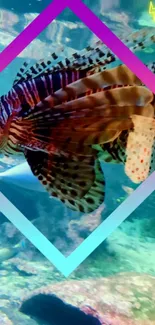 Colorful fish inside a geometric frame in an underwater setting.