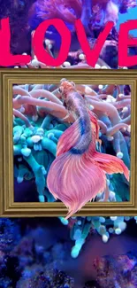 Vibrant Betta fish in frame with 'Love' text on aquarium background.