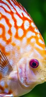 Close-up of a vibrant orange and white patterned fish in an aquarium.