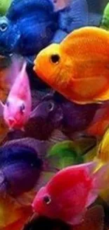 Vibrant and colorful tropical fish swimming in an aquarium setting.