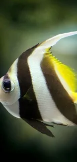 Colorful tropical fish with vibrant stripes.