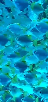 Vibrant ocean wallpaper featuring numerous blue fish swimming underwater.