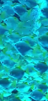 Vibrant fish swimming in a turquoise ocean background.