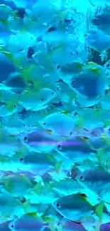 Mesmerizing blue fish school swimming wallpaper.