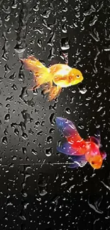 Colorful goldfish on raindrop glass with a dark background.