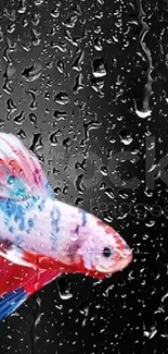 Colorful fish behind rain-streaked glass, creating a dynamic mobile wallpaper.