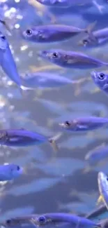 Vibrant school of fish swimming in blue ocean waters.