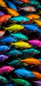 Colorful school of vibrant tropical fish swimming underwater.