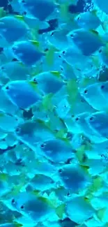 Colorful school of fish underwater, teal ocean theme.