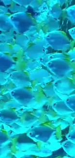 School of blue and yellow fish swimming in a vibrant aquatic wallpaper.